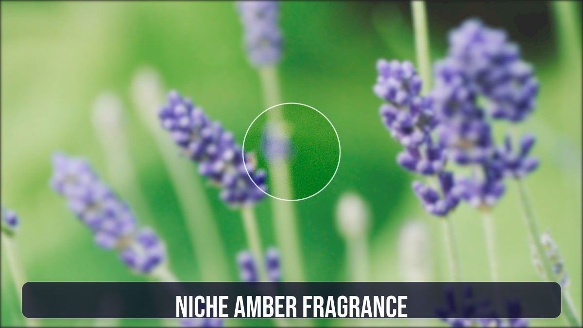 niche amber fragrance