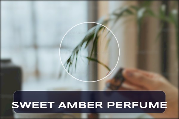 sweet amber perfume